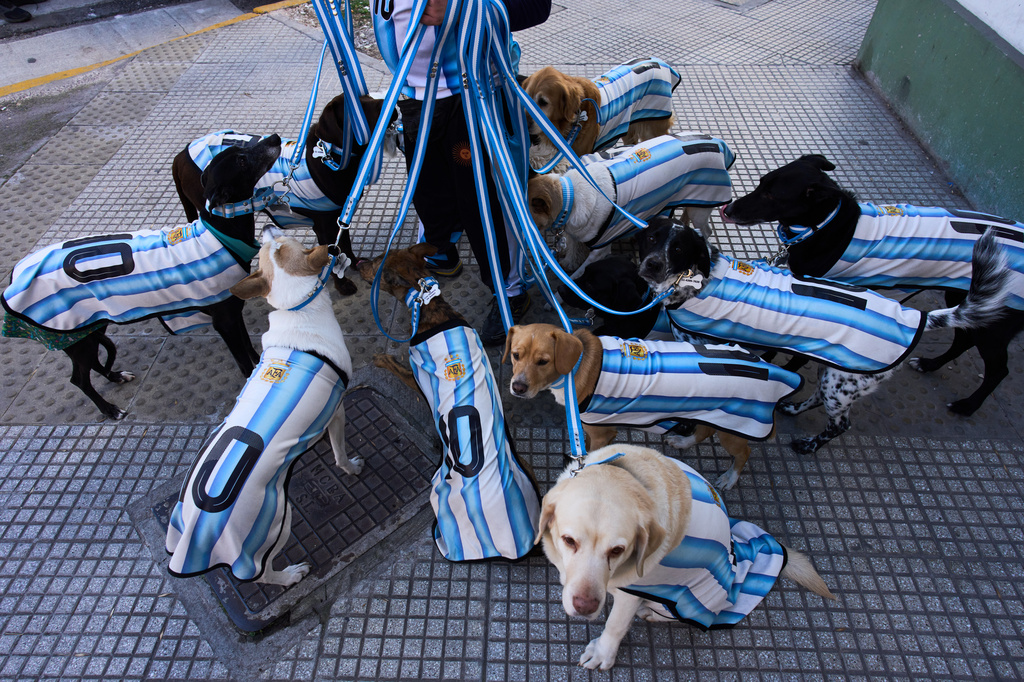 Dog walker Nahuel Meneghini walks dogs dressed in jerseys of the Argentine national soccer team in Buenos Aires, Argentina, Thursday, July 2, 2026. (AP Photo/Rodrigo Abd)