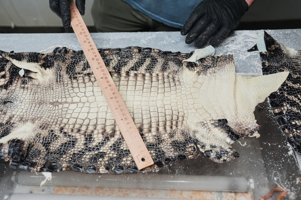 Jacob Sagrera measures an alligator skin while working Tuesday, Jan. 20, 2026, at a farm in Abbeville, La. (AP Photo/Joshua A. Bickel)