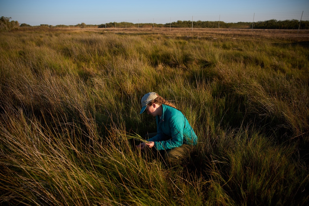 Katie Fernald, Wetland/Rangeland Ecologist, International Crane Foundation, gathers plants at the Wolfberry Whooping Crane Sanctuary, Thursday, Dec. 11, 2025, near Seadrift, Texas. (AP Photo/John Locher)