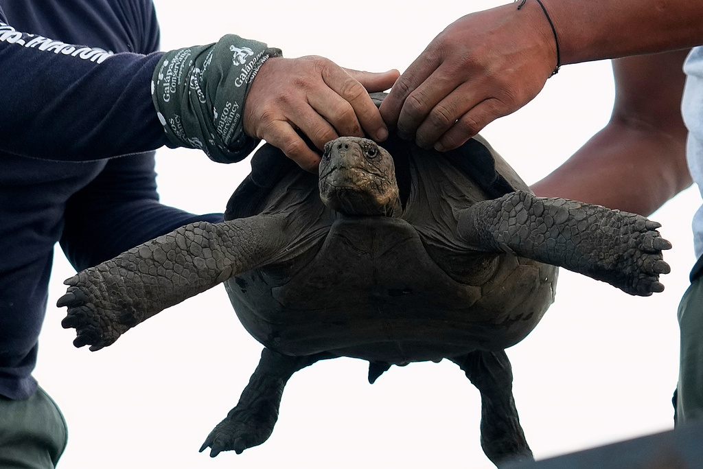 Galapagos National Park rangers unload juvenile giant tortoises on Floreana Island after transporting them from a breeding center in Santa Cruz Island, for release as part of a project to reintroduce the species to its native island in the Galapagos Islands, Ecuador, Thursday, Feb. 19, 2026. (AP Photo/Dolores Ochoa)