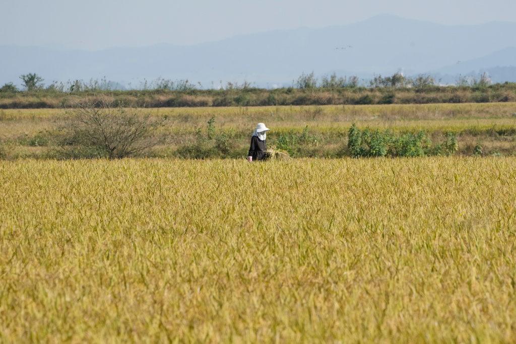 A farmer works at a rice paddy in Seosan, South Korea, Monday, Oct. 20, 2025. (AP Photo/Ahn Young-joon)
