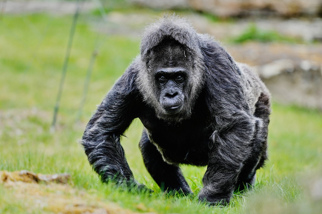 Fatou, according to the Zoo with 69 years the older Gorilla in the world, arrives in its enclosure to celebrate its birthday in Berlin, Germany, Monday, April 13, 2026. (AP Photo/Markus Schreiber)