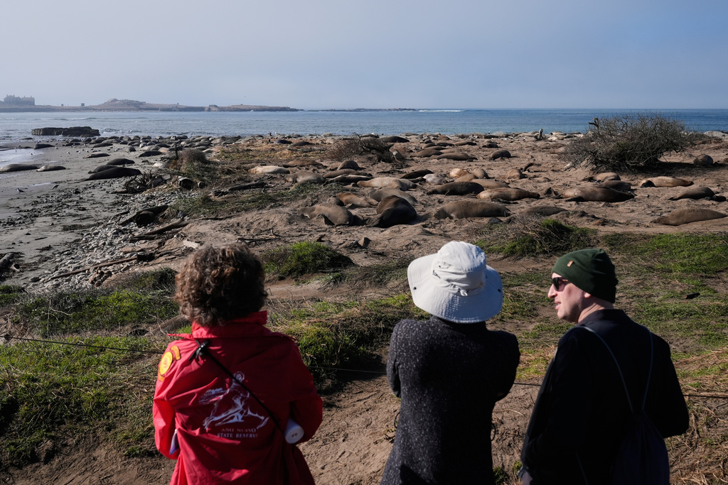 FILE - People watch as elephant seals rest on a beach at Año Nuevo State Park, Friday, Jan. 16, 2026, in Pescadero, Calif. (AP Photo/Godofredo A. Vásquez,File)