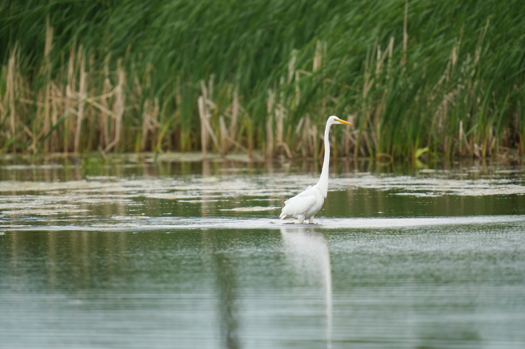 A great egret is seen in Park No. 597 on the south side of Chicago, Tuesday, May 12, 2026. (AP Photo/Erin Hooley)