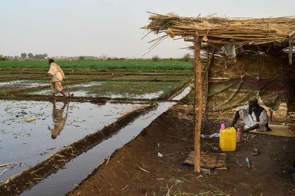 Farmers work in irrigated fields as water fills channels beside a makeshift shelter in Omdurman, on the outskirts of Khartoum, Sunday, April 26, 2026. (AP Photo/Bernat Armangue)