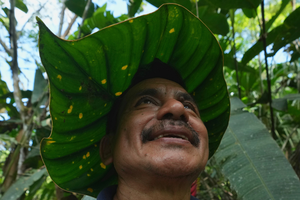 Ramon Pucha demonstrates how to turn a leaf into a hat to protect himself from the sun while looking for seeds to grow on his family's farm, where he preserves native species and shares seedlings with neighboring communities in an effort to protect biodiversity, in Alto Ila, in Ecuador's Amazon region, Tuesday, Feb. 3, 2026. (AP Photo/Dolores Ochoa)