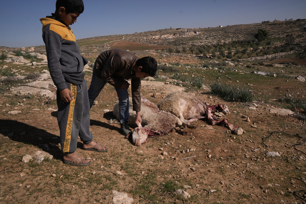 Young Palestinians show some of the sheeps that were killed during an Israeli settlers attack in the town of As Samu', near the West Bank city of Hebron, Tuesday, Dec. 23, 2025. (AP Photo/Mahmoud Illean)