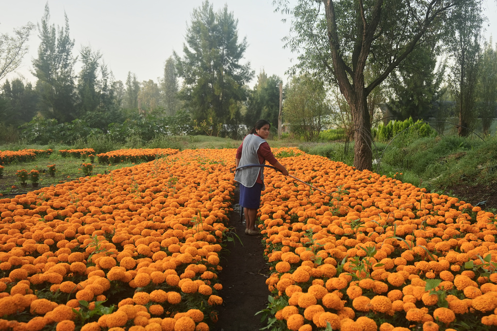 Flor Jimenez waters her crop of cempasuchil flowers in preparation for the upcoming Day of the Dead celebrations in Xochimilco where marigolds are grown on the outskirts of Mexico City, Oct. 16, 2025. (AP Photo/Claudia Rosel)