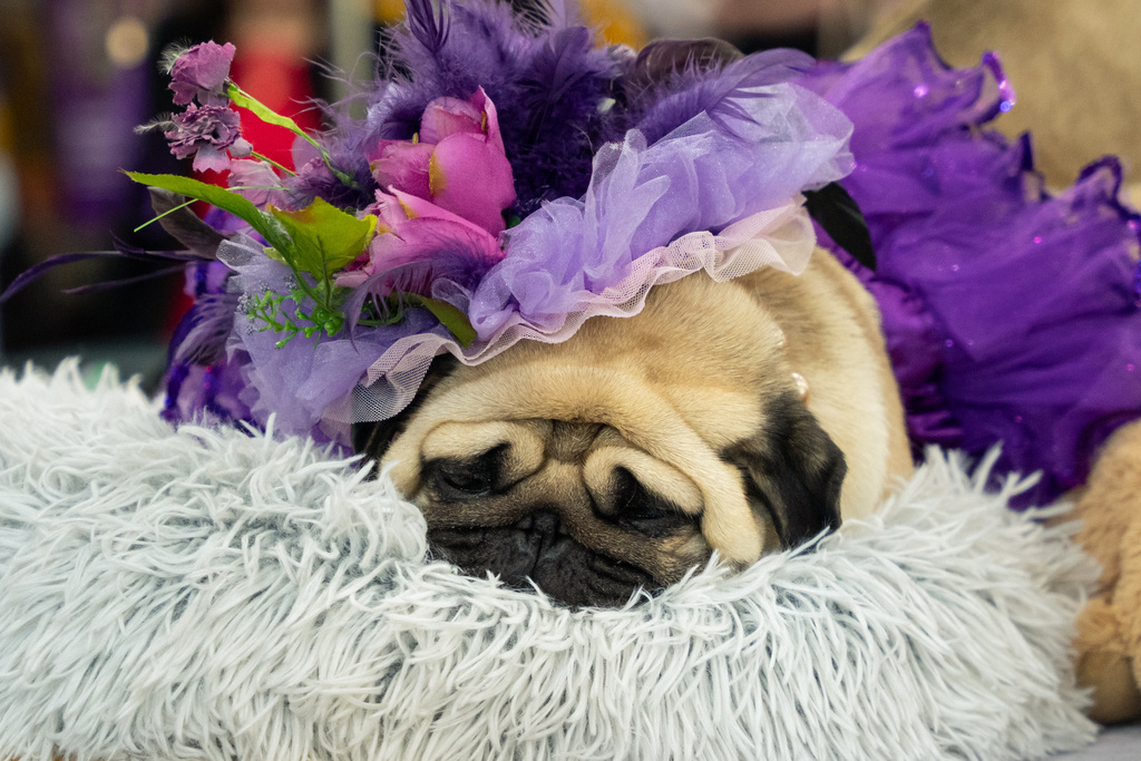 A pug named Petunia Pugdashian rests at the 150th Westminster Kennel Club Dog Show, Monday, Feb. 2, 2026, in New York. (AP Photo/Angelina Katsanis)