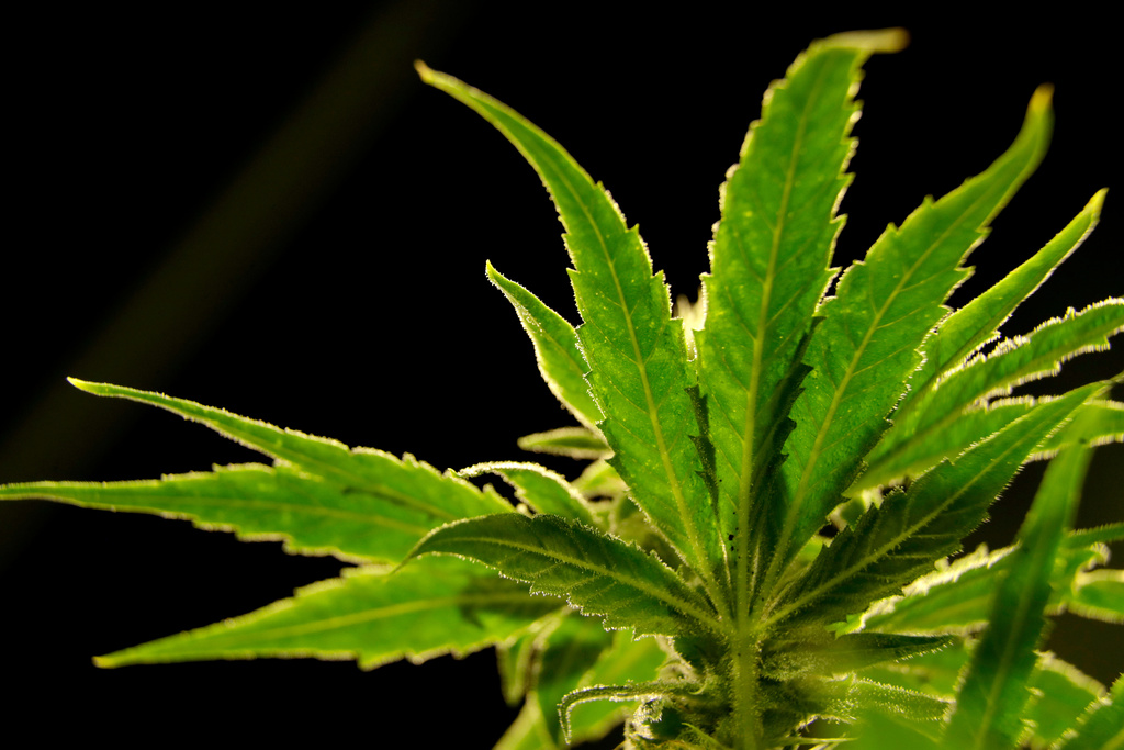 FILE - A marijuana plant is seen at a medical marijuana dispensary in Egg Harbor Township, N.J., March 22, 2019. (AP Photo/Julio Cortez, File)