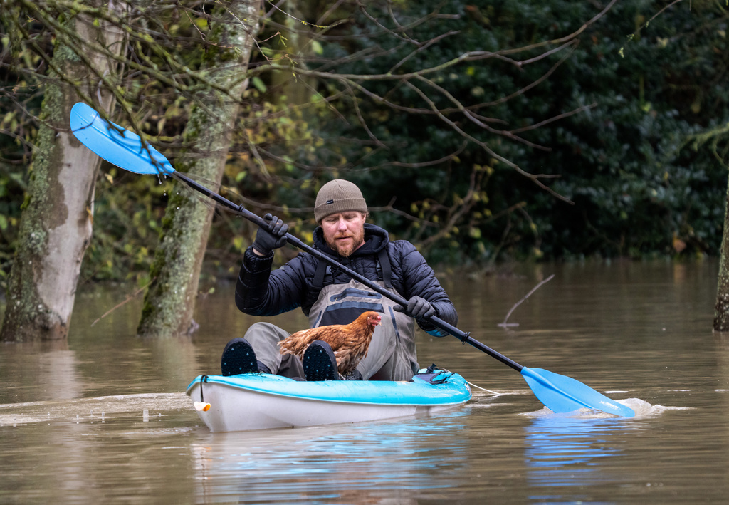 Eric Gustin paddles to dry land after rescuing one of several chickens from a flooded coop, Friday, Dec. 12, 2025, in Burlington, Wash. (AP Photo/Stephen Brashear)