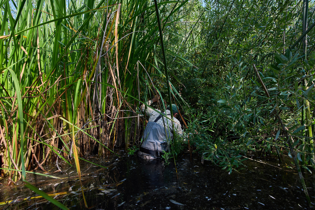 Biologist Adam Backlin looks for red-legged frogs and eggs along the edge of a restoration pond as part of cross-border efforts to bring back the species to Southern California by transplanting eggs from ponds in Baja California, Mexico, Wednesday, Aug. 13, 2025, outside of Murrieta, Calif. (AP Photo/Gregory Bull)