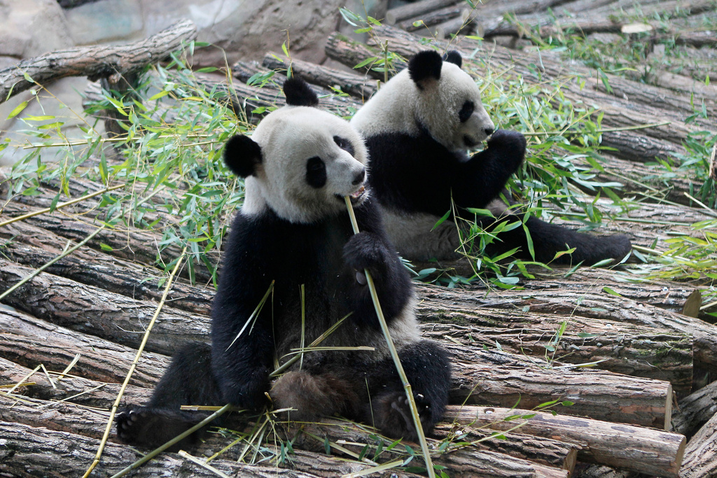 FILE - Viewed through a glass panel, male panda Yuan Zi, right, and female Panda Huan Huan, eat bamboo at the Zoo Parc de Beauval in Saint-Aignan, central France, on Tuesday, Jan. 17, 2012. (AP Photo/Michel Euler, File)