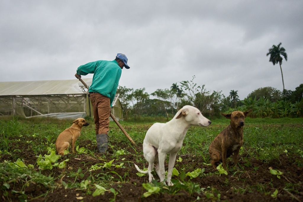 A farm worker tills the land to plant lettuce, alongside his dogs on the land of Lazaro Sanches in Minas, Havana province, Cuba, Wednesday, Jan. 28, 2026. (AP Photo/Ramon Espinosa)