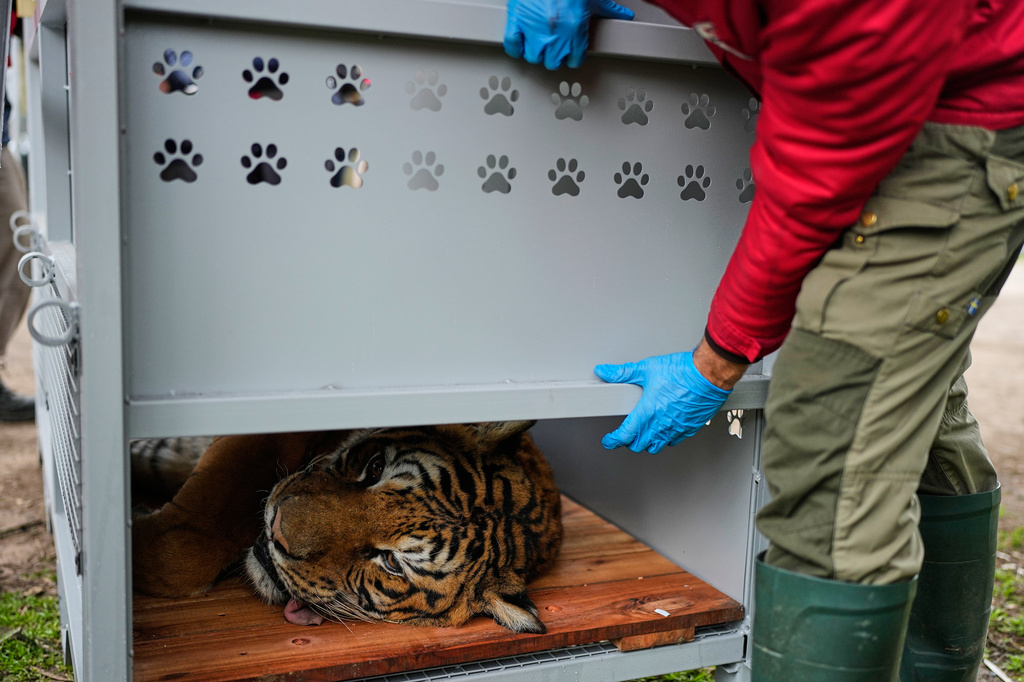A tiger lies in a crate as a Four Paws animal welfare organization member prepares for its transfer from a shuttered zoo to a sanctuary in South Africa, in Lujan, Argentina, Friday, Aug. 14, 2026. (AP Photo/Natacha Pisarenko)