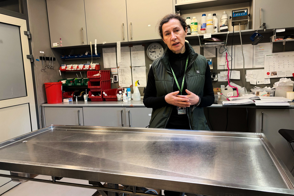 Andzelika Gackowska, manager of the birds' hospital at the Warsaw Zoo, speaks to The Associated Press during an interview at the main treatment room of the birds' hospital at the Warsaw Zoo in Warsaw, Poland, Monday, March 16, 2026. (AP Photo/Claudia Ciobanu)