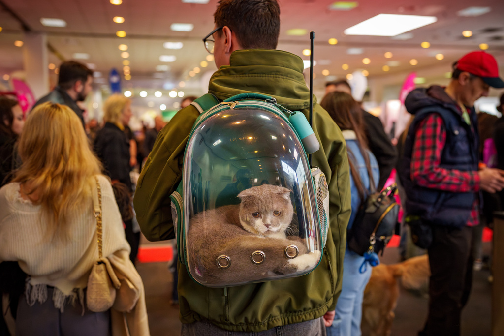 Twix sits inside a see through backpack at the Pet Expo in Bucharest, Romania, Saturday, March 14, 2026. (AP Photo/Vadim Ghirda)