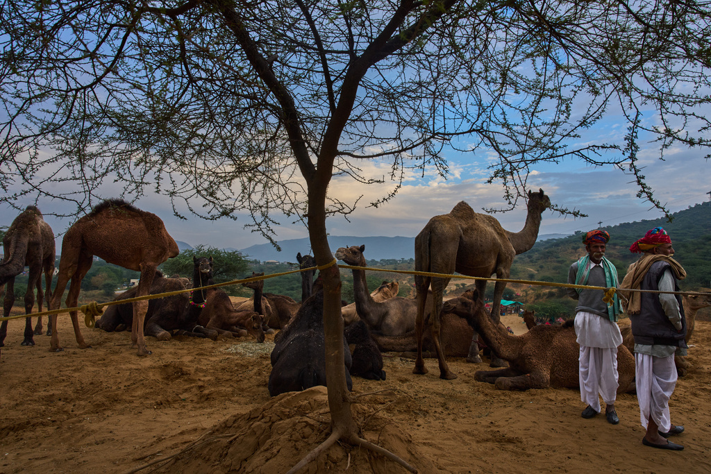 Camel herders stand by their cattle at the annual cattle fair in Pushkar, in the western Indian state of Rajasthan, Wednesday, Oct. 29, 2025. (AP Photo/Rajesh Kumar Singh)