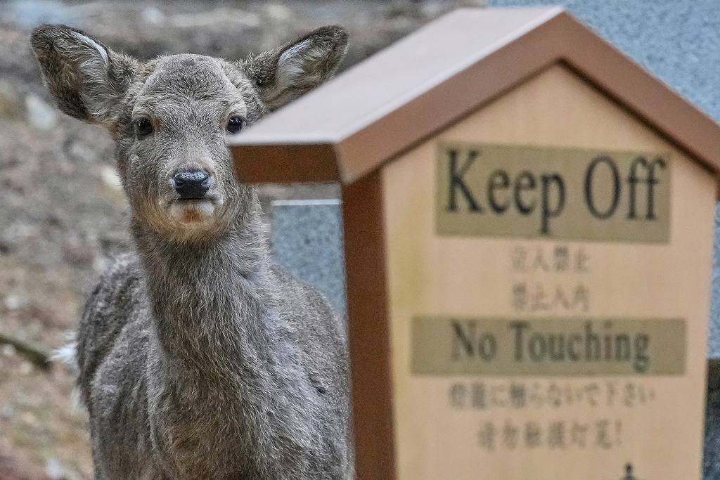 A deer peeks behind of a sign at a park in Nara, western Japan, Wednesday, Jan. 14, 2026, where more than 1,000 free-roaming deer considered sacred in Shinto belief have become one of the city's most popular tourist attractions. (AP Photo/Eugene Hoshiko)