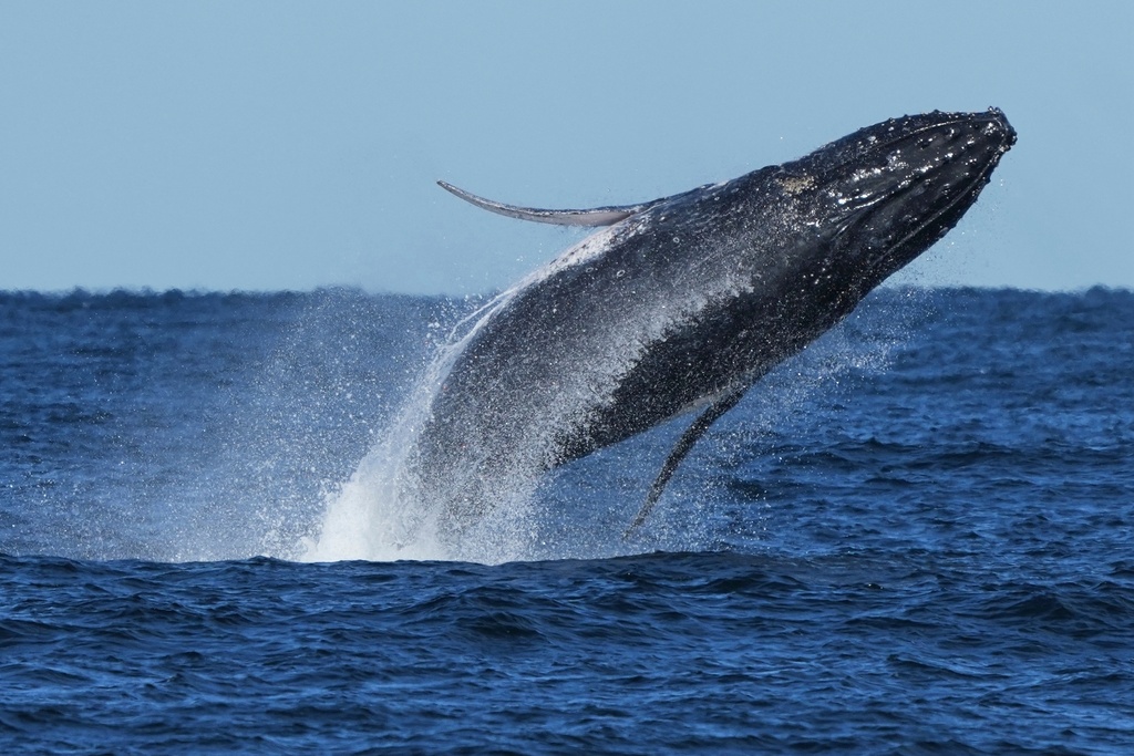 A humpback whale breaches off the coast of Port Stephens north of Sydney, Australia, June 18, 2025. (AP Photo/Mark Baker, File)