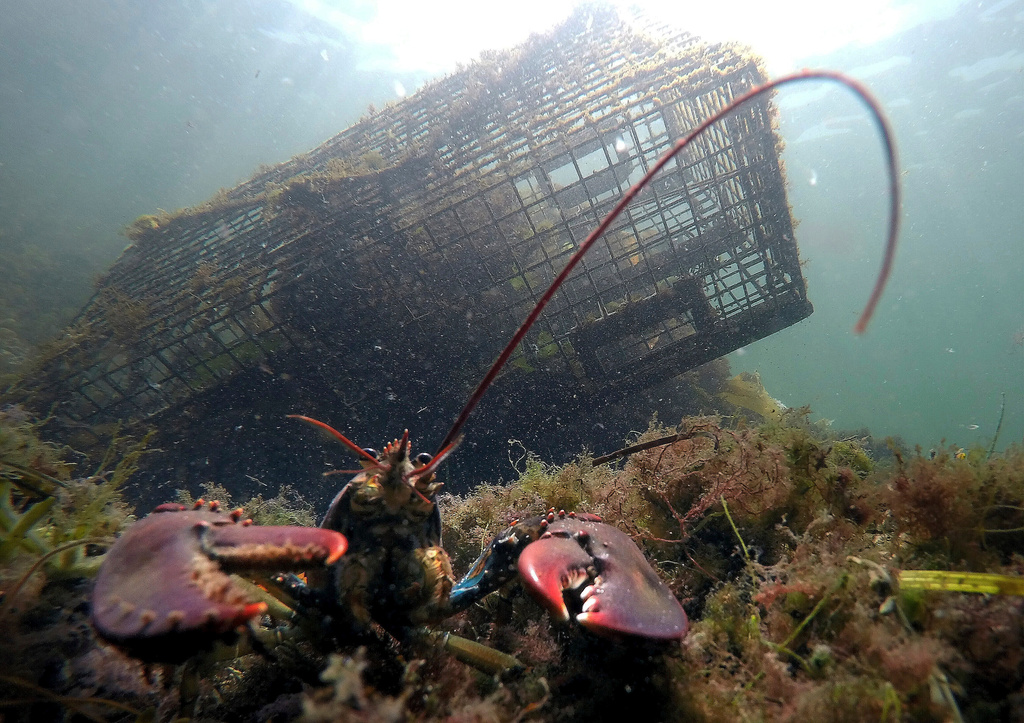 FILE - A lobster guards its territory in front of a trap on Sept. 3, 2018, near Biddeford, Maine. (AP Photo/Robert F. Bukaty, File)