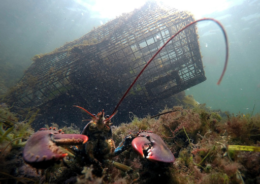 FILE - A lobster guards its territory in front of a trap on Sept. 3, 2018, near Biddeford, Maine. (AP Photo/Robert F. Bukaty, File) FILE - A lobster guards its territory in front of a trap on Sept. 3, 2018, near Biddeford, Maine. (AP Photo/Robert F. Bukaty, File)