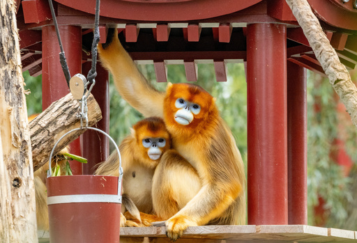 This photo provided by Pairi Daiza shows golden snub-nosed monkeys from China at the zoo in Brugelette, Belgium, in July 2025. (Pairi Daiza via AP) This photo provided by Pairi Daiza shows golden snub-nosed monkeys from China at the zoo in Brugelette, Belgium, in July 2025. (Pairi Daiza via AP)