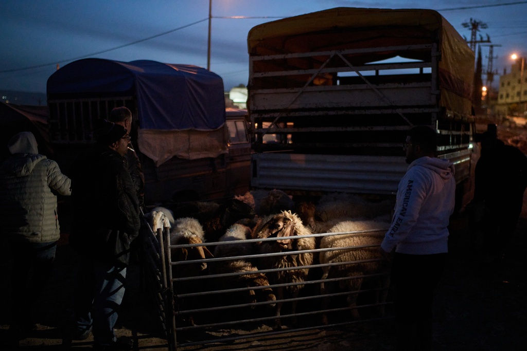 Palestinians gather at dawn to purchase sheep and goats at a livestock market near Balata refugee camp on the outskirts of the West Bank city of Nablus, Thursday, Feb. 12, 2026. (AP Photo/Leo Correa)