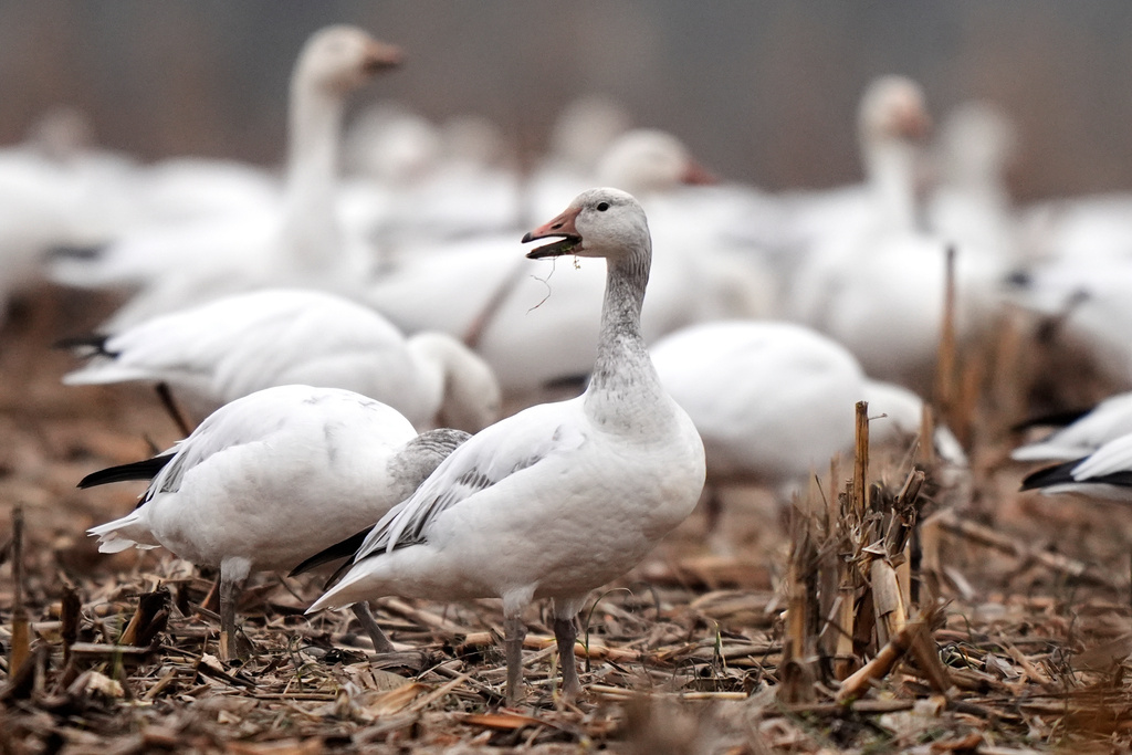 Snow geese feed in a corn field near the Middle Creek Wildlife Management Area, Friday, March 6, 2026, in Kleinfeltersville, Pa. (AP Photo/Robert F. Bukaty)