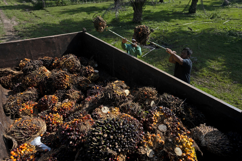 FILE - Men load palm fruit onto a truck at a palm oil plantation in Polewali Mandar, South Sulawesi, Indonesia, April 23, 2024. (AP Photo/Yusuf Wahil, File)