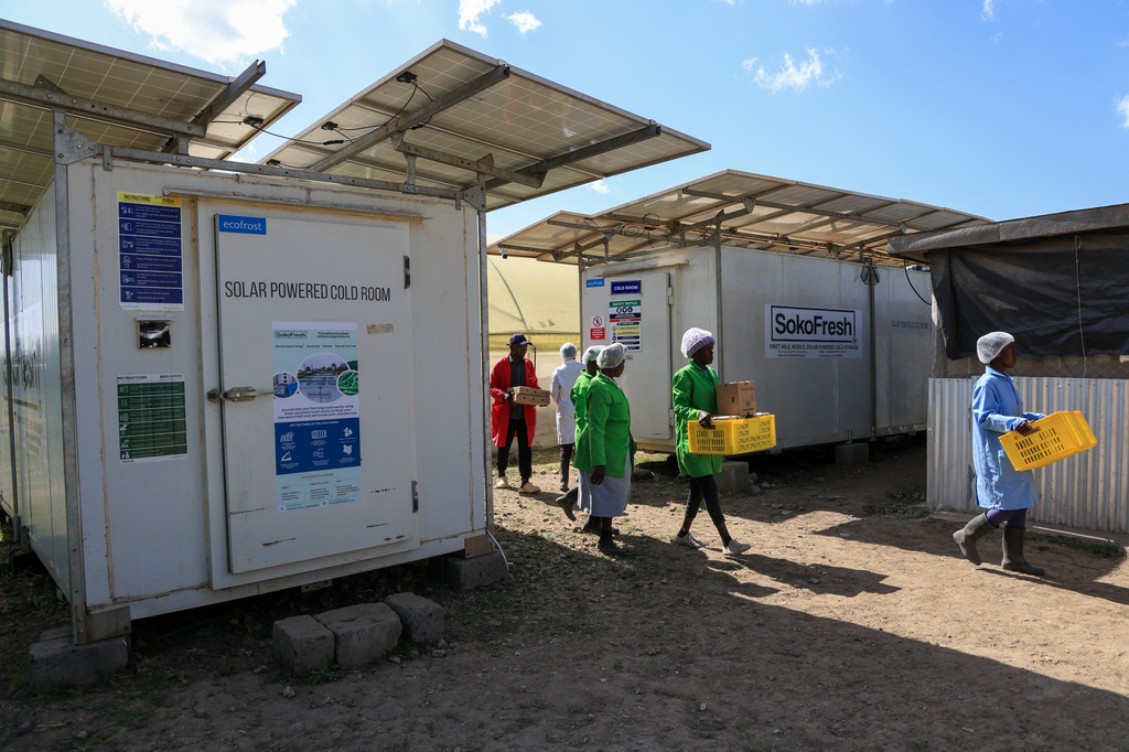 Workers carry fresh herbs from Soko Fresh solar-powered cold rooms at Citadel Agri Merchants in Kitengela, Kajiado County, Kenya, May 22, 2026. (AP Photo/Andrew Kasuku)