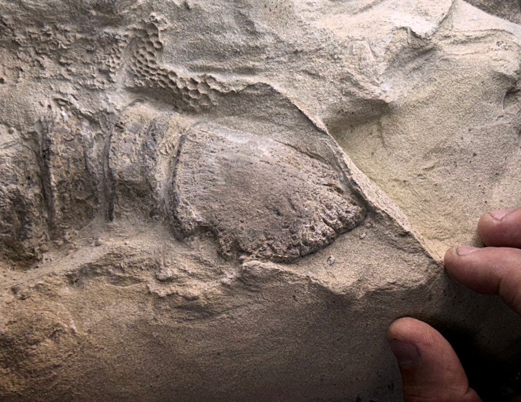 This image provided by the University of Chicago shows impressions of a mummified dinosaur’s foot. (Tyler Keillor/The University of Chicago via AP)