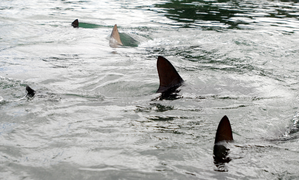 FILE - Sand and hammerhead sharks swim in a holding tank at the University of Hawaii's Institute of Marine Biology on Oahu's Coconut Island on Jan. 21, 2016. (AP Photo/Caleb Jones, File)