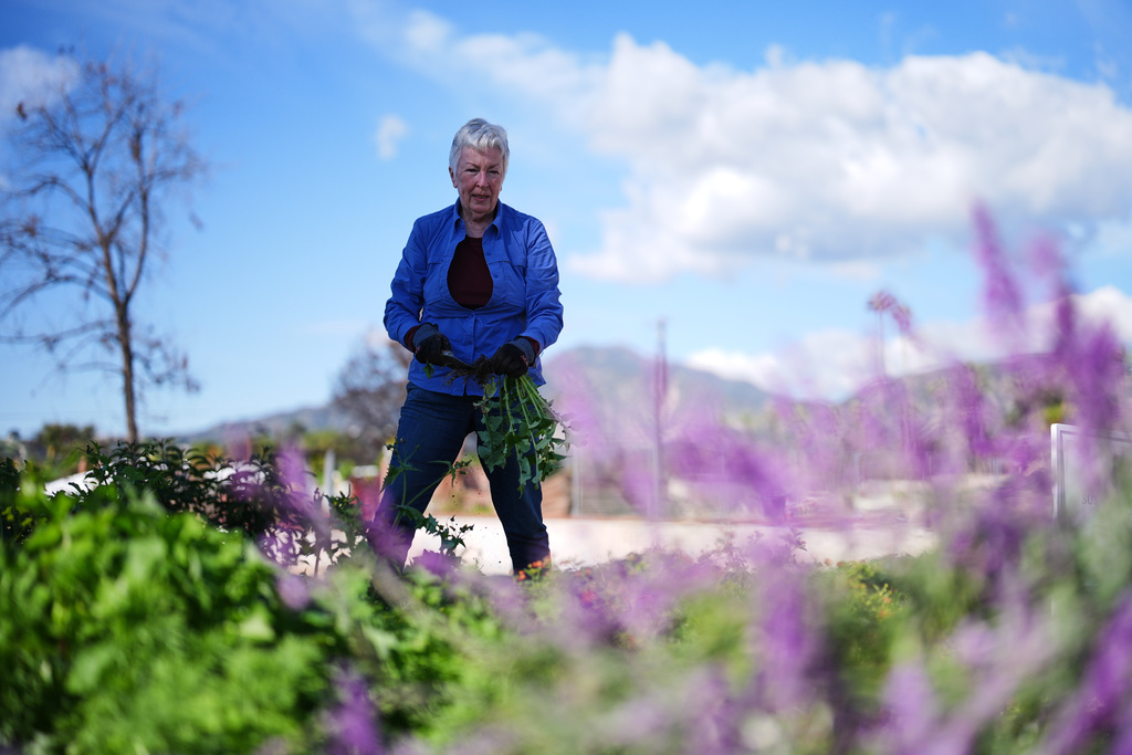 Judy Wallace clear weeds from her property which was destroyed by the Eaton Fire on the one-year anniversary of the fire Wednesday, Jan. 7, 2026, in Altadena, Calif. (AP Photo/Gregory Bull)