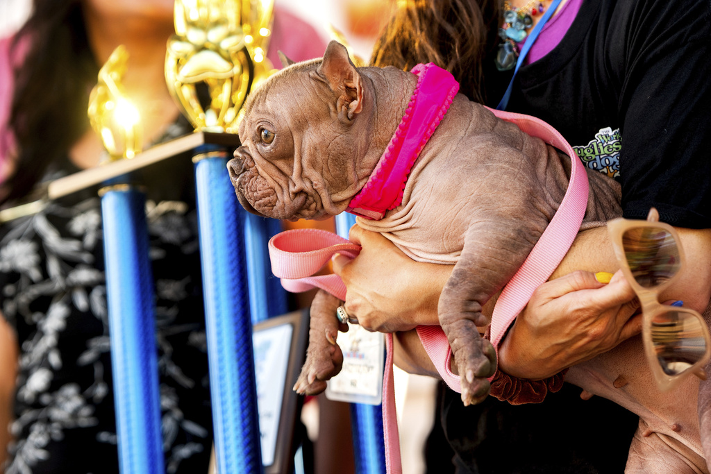 Petunia celebrates winning first place in the World's Ugliest Dog Contest at the Sonoma County Fair in Santa Rosa, Calif., on Friday, Aug. 8, 2025. (AP Photo/Noah Berger)