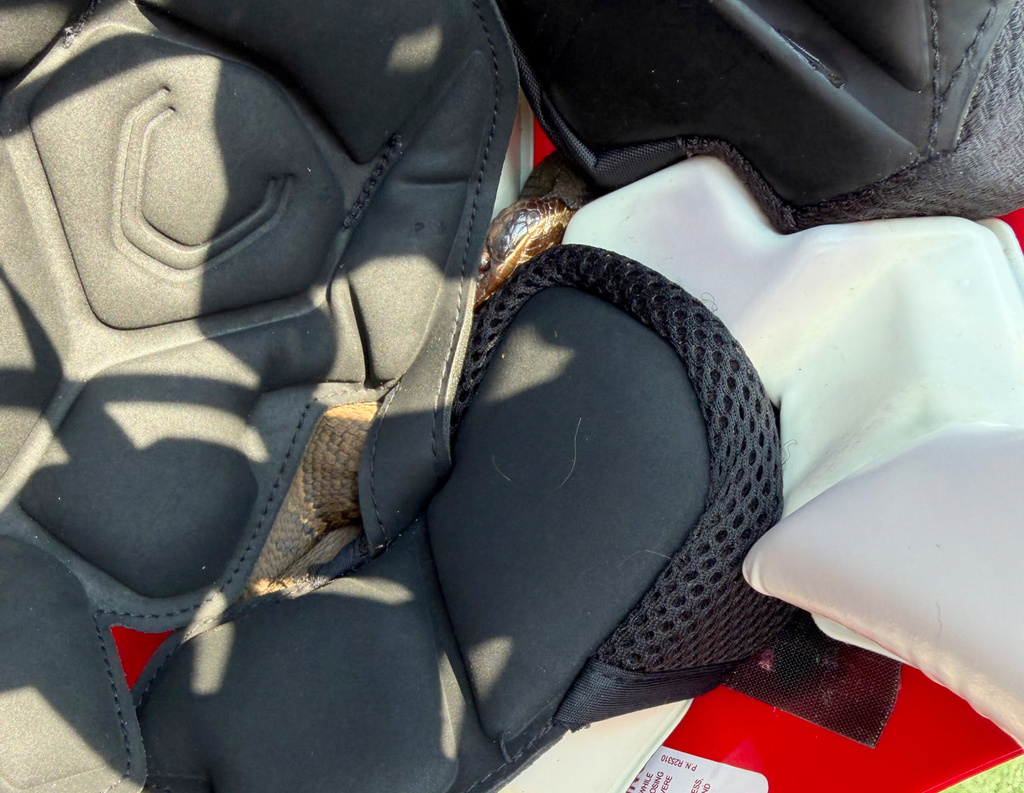 In this photo provided by Maumelle Animal Services, a snake is seen in a helmet at Maumelle Animal Shelter in at Maumelle, Ar., Thursday, Aug. 6, 2026. (Maumelle Animal Services via AP) CORRECTION: changes the location from Maumelle Animal Services to Maumelle Animal Shelter