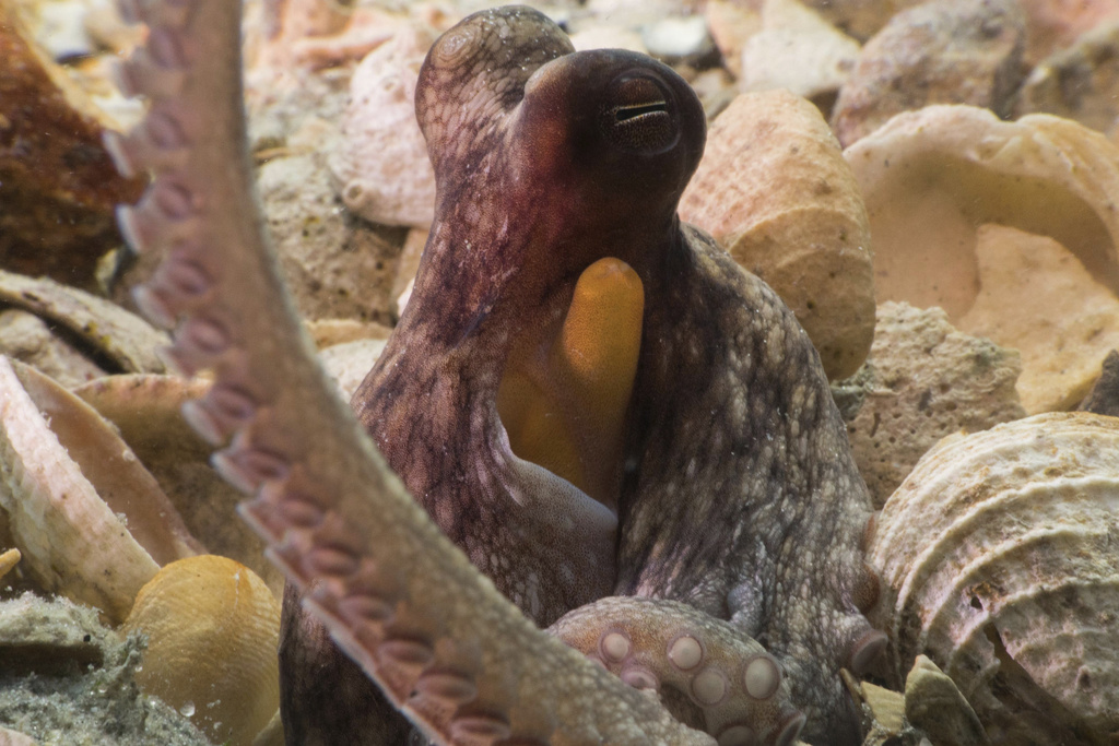 This photo provided by researchers in September 2024 shows a wild common octopus in a field of shell rubble. (Chelsea Bennice via AP)