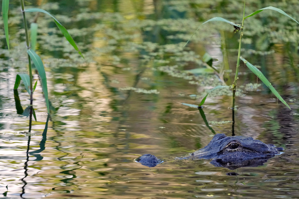 FILE - An alligator peers from the water's surface at the Circle B Bar Reserve, Tuesday, Oct. 21, 2025, in Polk County, Fla. (AP Photo/Chris O'Meara, File)