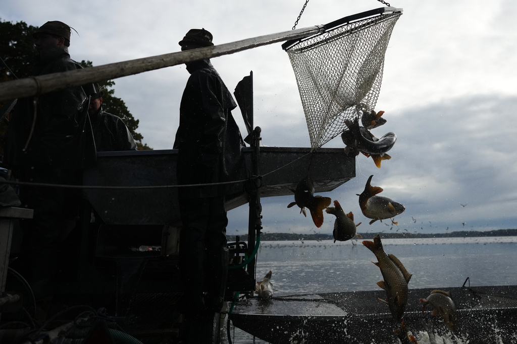 Fishermen sort fish during a traditional fish haul of the Rozmberk pond near the town of Trebon, Czech Republic, Friday, Oct. 17, 2025. (AP Photo/Petr David Josek)