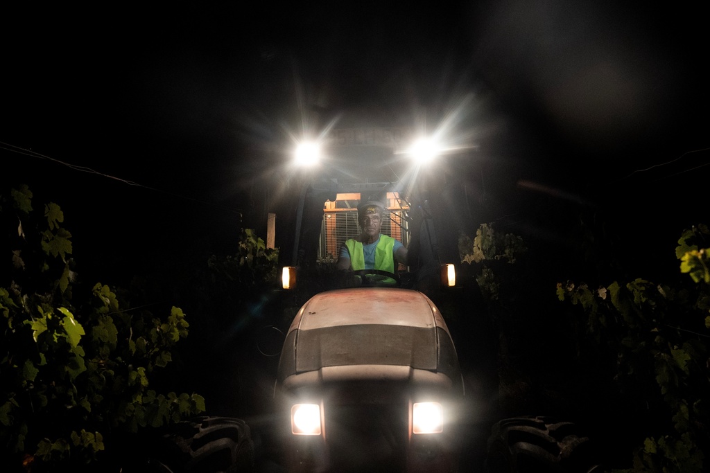 Foreman Vitor Lucas poses for a photo on a tractor during a night harvest at the Herdade da Fonte Santa vineyard near Vimieiro, Portugal, Wednesday, Sept. 17, 2025. (AP Photo/Ana Brigida)