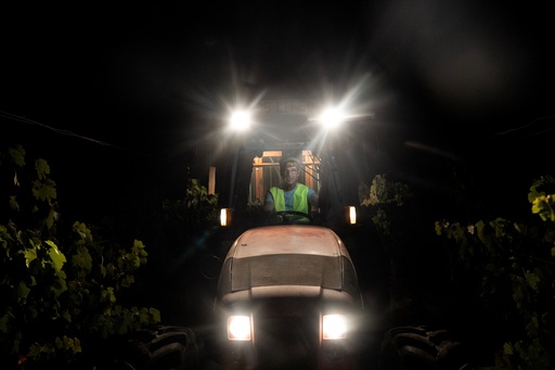 Foreman Vitor Lucas poses for a photo on a tractor during a night harvest at the Herdade da Fonte Santa vineyard near Vimieiro, Portugal, Wednesday, Sept. 17, 2025. (AP Photo/Ana Brigida) Foreman Vitor Lucas poses for a photo on a tractor during a night harvest at the Herdade da Fonte Santa vineyard near Vimieiro, Portugal, Wednesday, Sept. 17, 2025. (AP Photo/Ana Brigida)