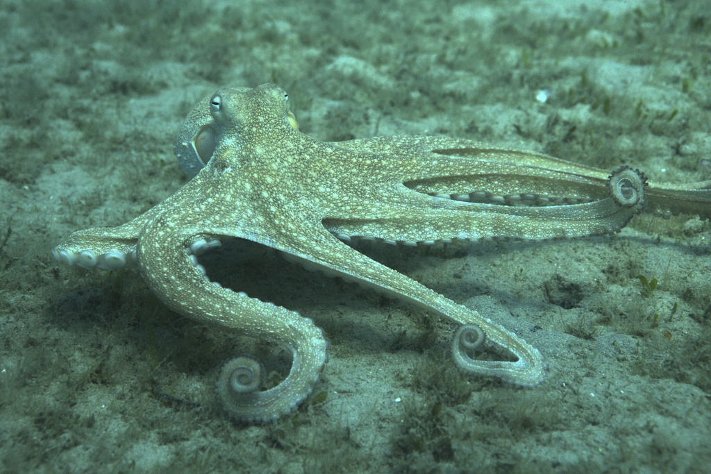 This photo provided by researchers in September 2024 shows a wild Octopus americanus. (Roger Hanlon via AP)