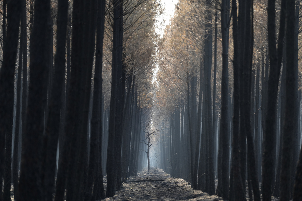 The light flows through a charred forest near Ares, during wildfires in southwestern France, Thursday, July 30, 2026. (AP Photo/Baz Ratner)