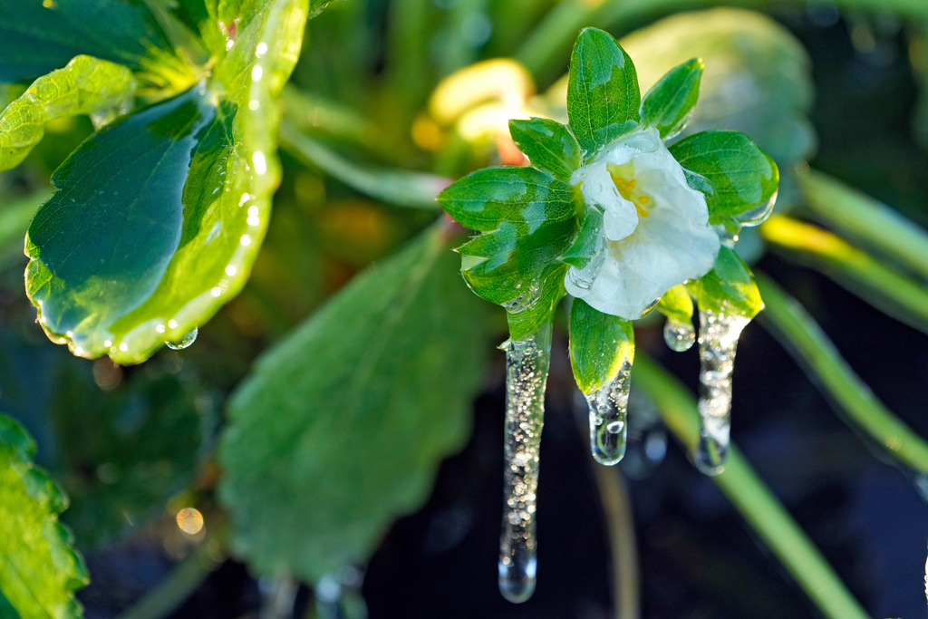 A protective coating of ice clings to a strawberry flower in sub-freezing temperatures at a field Friday, Jan. 16, 2026, in Plant City, Fla. (AP Photo/Chris O'Meara)
