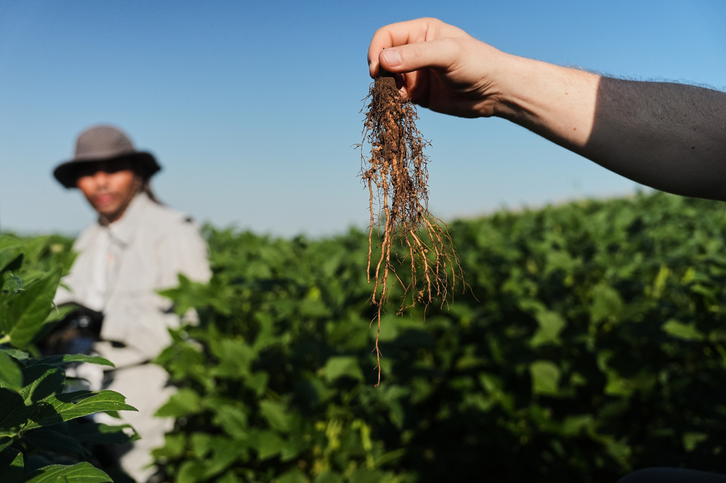 Wolfgang Busch, director of the Harnessing Plants Initiative at the Salk Institute, holds up a soybean root that was genetically-engineered to grow downward Tuesday, Sept. 1, 2026, at a research farm in Urbana, Ill. (AP Photo/Joshua A. Bickel)
