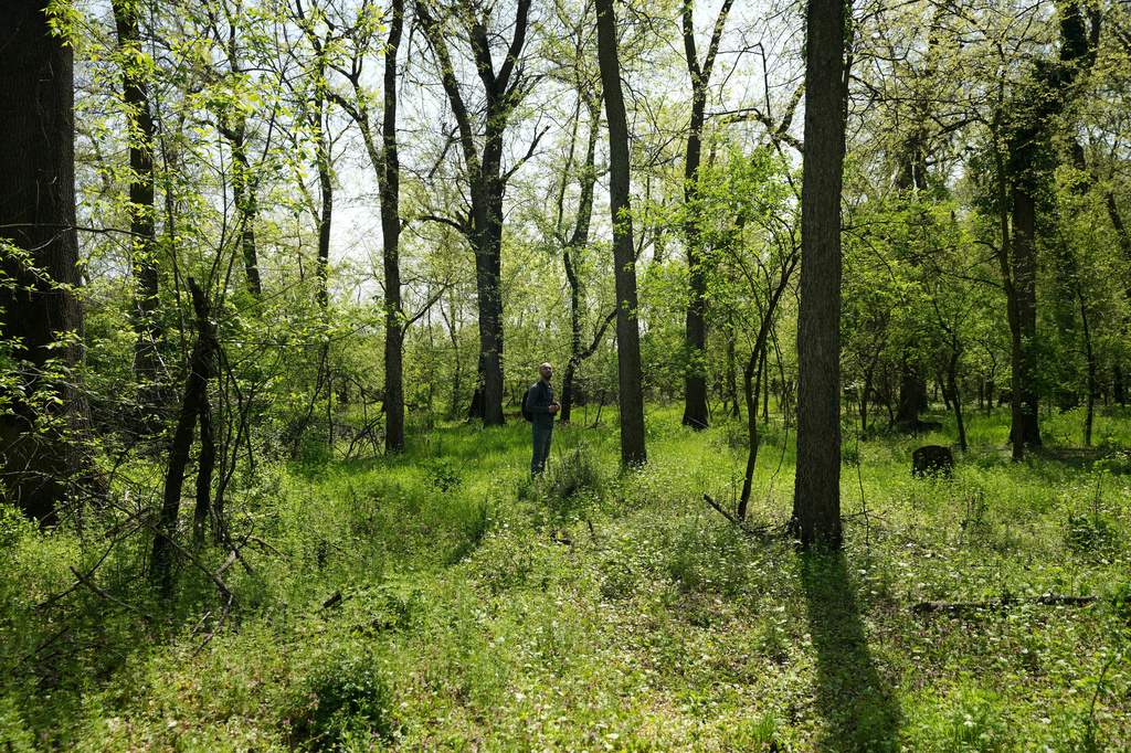 Uros Stojiljkovic from the Bird Protection and Study Society walks through a small forest dubbed the Nightingale's Forest near the village of Plandiste, in the flat, farming region of Serbia, Thursday, April 16, 2026. (AP Photo/Darko Vojinovic)