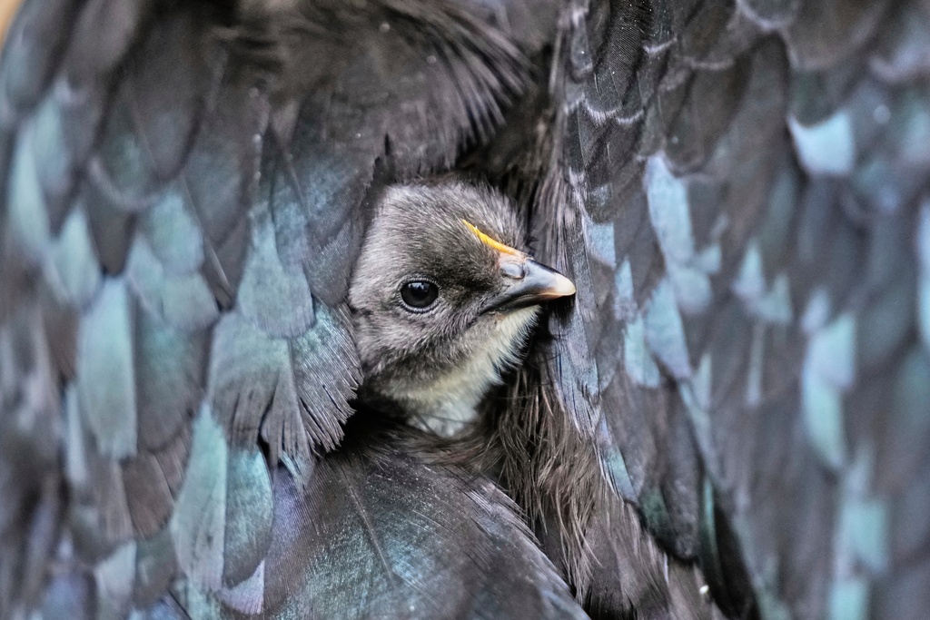 A newborn chick looks out of the feathers of its mother at a farm in Wehrheim near Frankfurt, Germany, July 14, 2025. (AP Photo/Michael Probst, File)