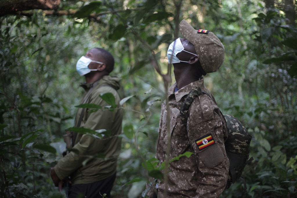 Chimpanzee trackers follow a troop of the primates in Kibale Forest National Park near Fort Portal, Uganda, Wednesday, Dec. 3, 2025. (AP Photo/Patrick Onen)