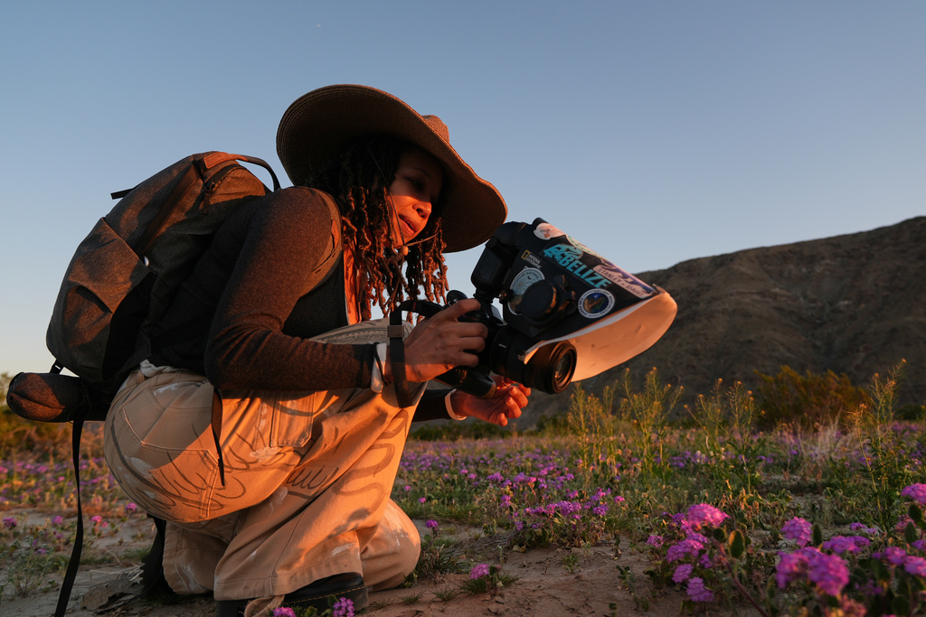 Photographer Krystle Hickman photographs wild bees as desert sunflowers blanket the valley floor at Anza-Borrego Desert State Park in San Diego County, Calif., on Saturday, Feb. 7, 2026. (AP Photo/Damian Dovarganes)
