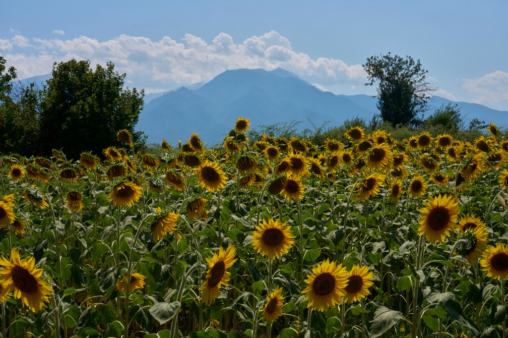Sunflowers bloom in Kalyvia Varikou, near Litochoro in northern Greece, backdropped by Mount Olympus, Wednesday, July 15, 2026. (AP Photo/Petros Giannakouris)